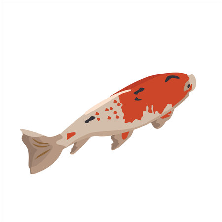 Vector illustration of Koi fish. Japanese carp isolated on white background. Colored logo with goldfish.のイラスト素材