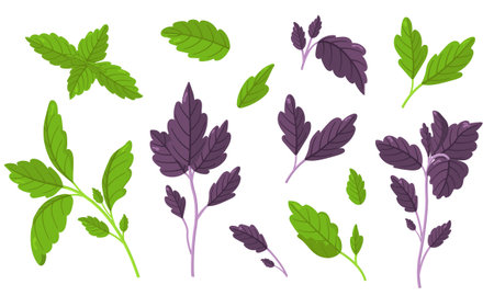 Vector illustration of colorful basil isolated on white background. Fresh Herbs Image. Universal icons for food and nature design. Set of fresh basil in green and purple colors.のイラスト素材