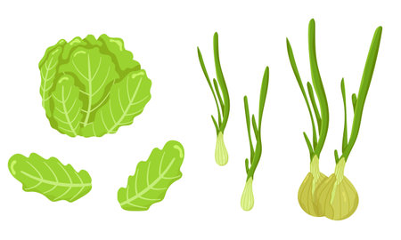 Vector set of onion and iceberg lettuce isolated on white background. Vegetarian food. Pictures for packaging design and culinary products. Ecological product. Picture of fresh greens from the garden.のイラスト素材