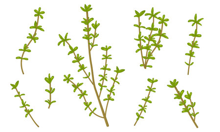 Vector illustration of thyme isolated on white background. Fresh Herbs Image. Botanical illustration. Set of fresh spices.のイラスト素材