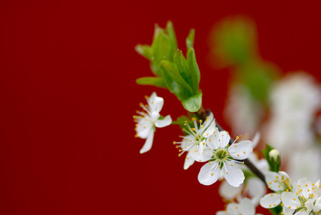 Blossoming cherry branch on purple backgroundの写真素材