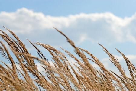 Ears with blue skyの写真素材