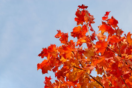 Tree in autumn colors against the blue sky