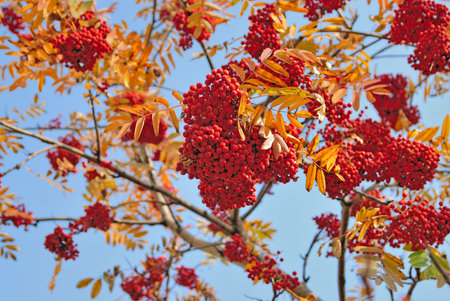 Red Mountain ash background