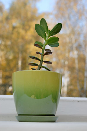 Jade plant or money tree on window sillの写真素材