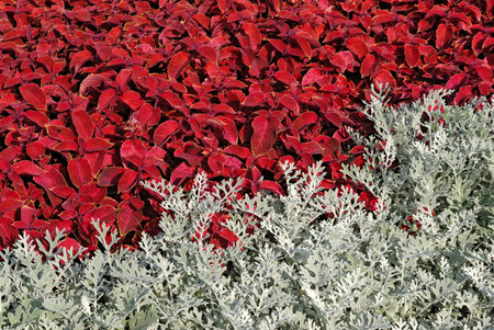 Multicolored flower fieldの写真素材