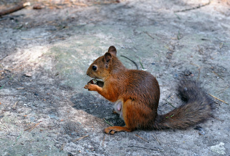 Eating squirrelの写真素材