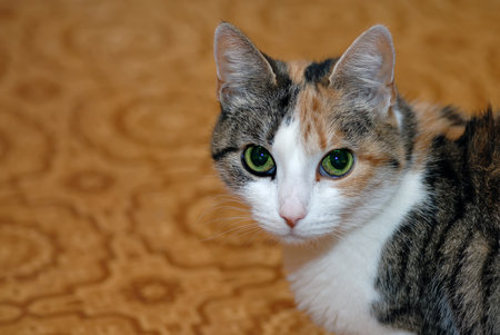 Portrait of cat with green eyesの写真素材