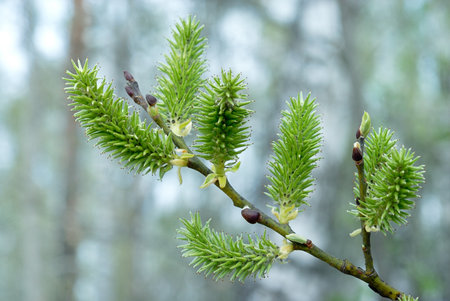 Willow branch with bloomed leaf budの写真素材