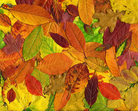 Colorful background of autumn leaves