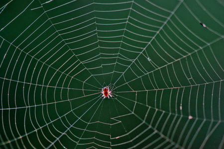 Small spider in center of its webの写真素材