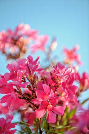Pink oleander flowers over blue sky