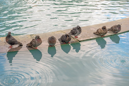 Pigeons sits in a row near waterの写真素材