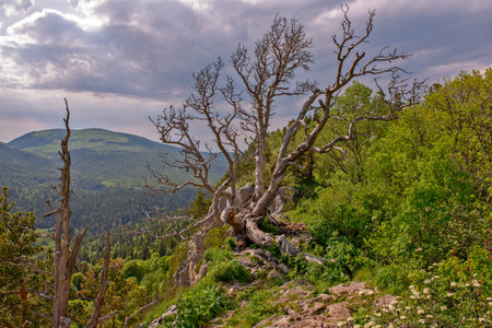 Mountain landscape with summer forest and dead wood on rocks