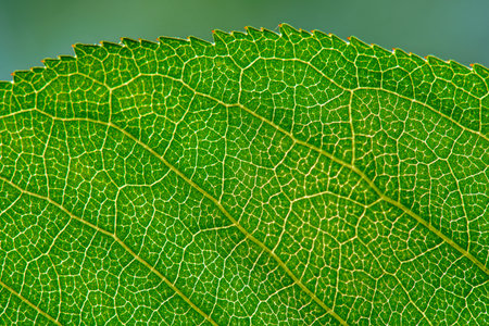 Close up view of leaf texture with veins