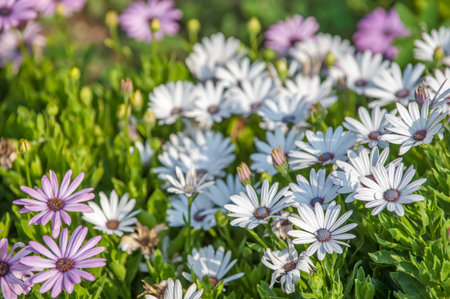Osteospermum flowers with white petalsの写真素材