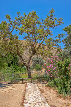 The plane tree of Gortys on Crete. Greeceの写真素材