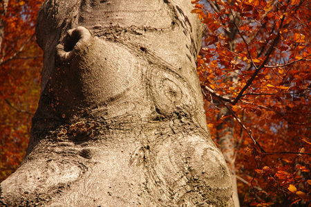 Huge beech tree standing alone during autumn in orange colored forest.の写真素材