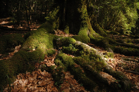 Roots of old tree covered with moss. Picture taken in Valle de Ordesa, Pyrenees in SPainの写真素材