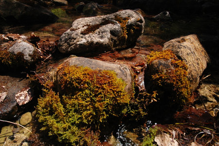 Rock covered with moss in the waterの写真素材