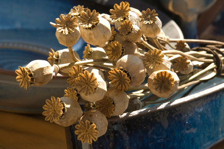 Dried poppy heads on the medieval market in Kaltenbergの写真素材