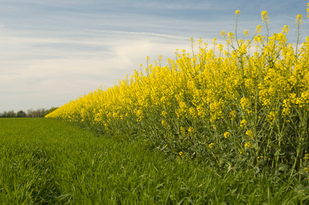 Rapeseed oil is used in the manufacture of biodiesel for powering motor vehicles. Biodiesel may be...