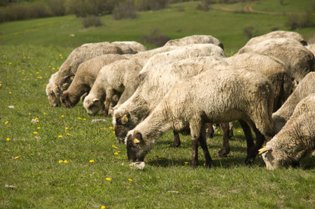 Fold of sheeps eating the grass on the grasslands, Slovakiaの写真素材