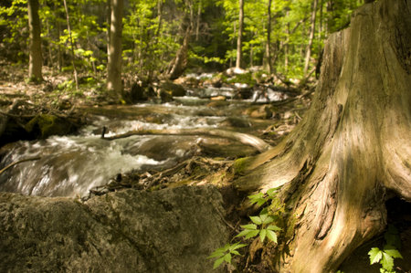 Stream of the water in the forest with old dried stemの写真素材