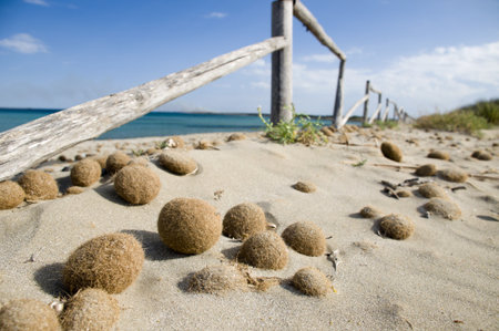 Dried sea-weed at the natural reserve beach near the town Noto, Sicily, Italyの写真素材