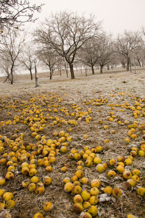 Bio apples collected on the ground in freezing winterの写真素材