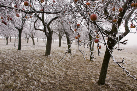 Bio apples left on the trees in freezing winterの写真素材