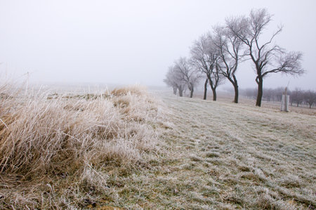 Countryside atmosphere with frozen grass blades in the foggy morning in winter timeの写真素材