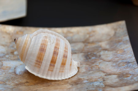 Ocean snail shell situated on the luxury bowlの写真素材