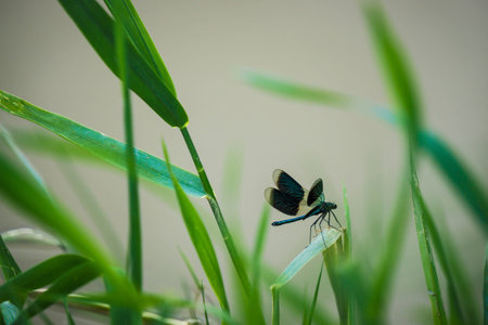 Dragonfly in Austriaの写真素材