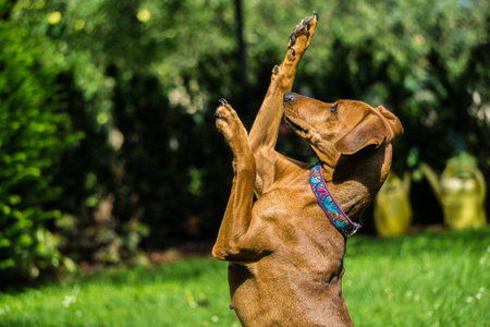 lovely Dog doing some Tricksの写真素材