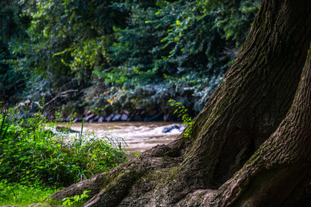 I found that big brown tree in Austria on a summer dayの写真素材