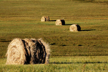 Autumn pasture field