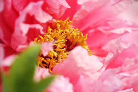 Peonyの写真素材