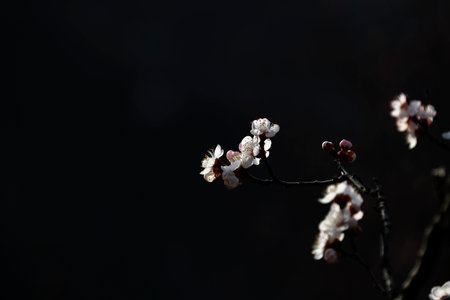 flower Close upの写真素材