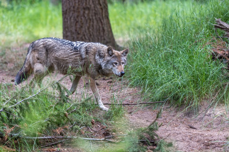 Wolf is looking for food in the forest