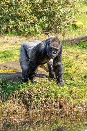 a gorilla male is looking