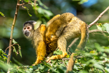 squirrel monkey with young on its back sits in the tree