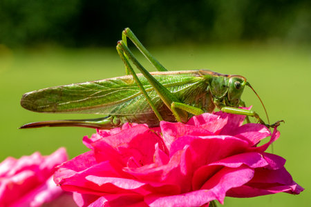 big green saber grasshopper sits on a rose and eatsの写真素材