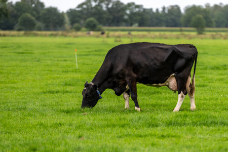 Black cow grazing in a meadow in the Netherlands.の写真素材