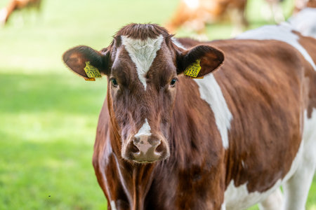 Portrait of a cow on a green meadow in summer.の写真素材