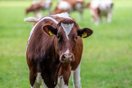 Cows grazing in a green meadow on a sunny summer dayの写真素材