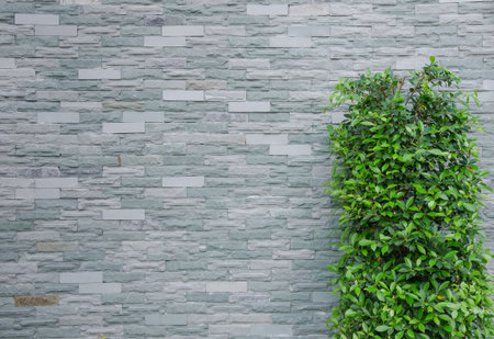 Brick wall and Green treeの写真素材