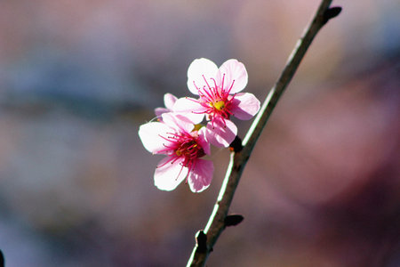 Giant tiger flower Sakura Thailandの写真素材