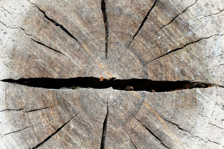 Beautiful pattern of timberの写真素材