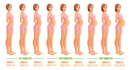 Nine months of pregnancy progression. Vector illustration isolated on white backgeound.のイラスト素材